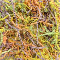 Easter Grass